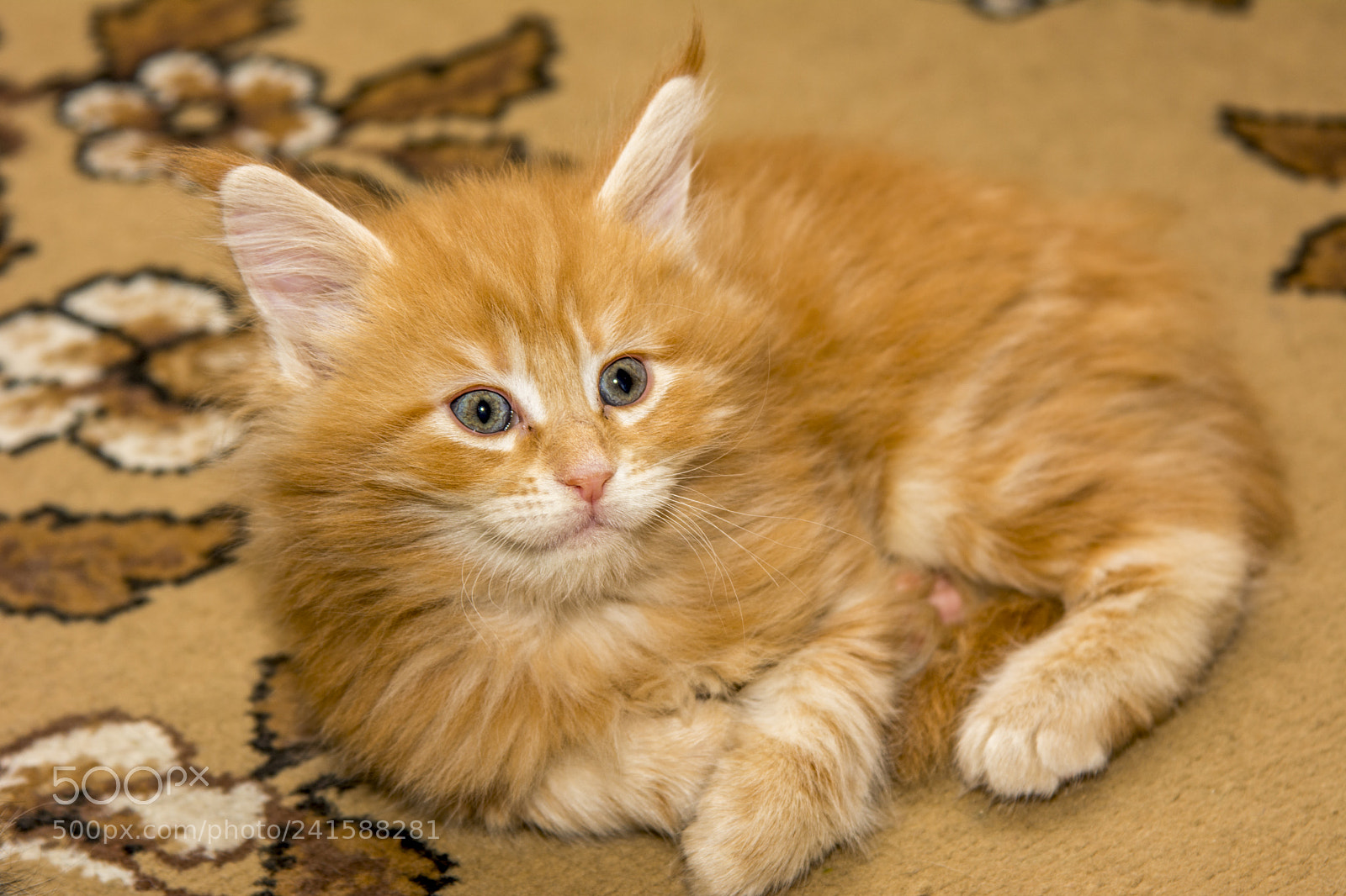 Nikon D7100 sample photo. Smile photography