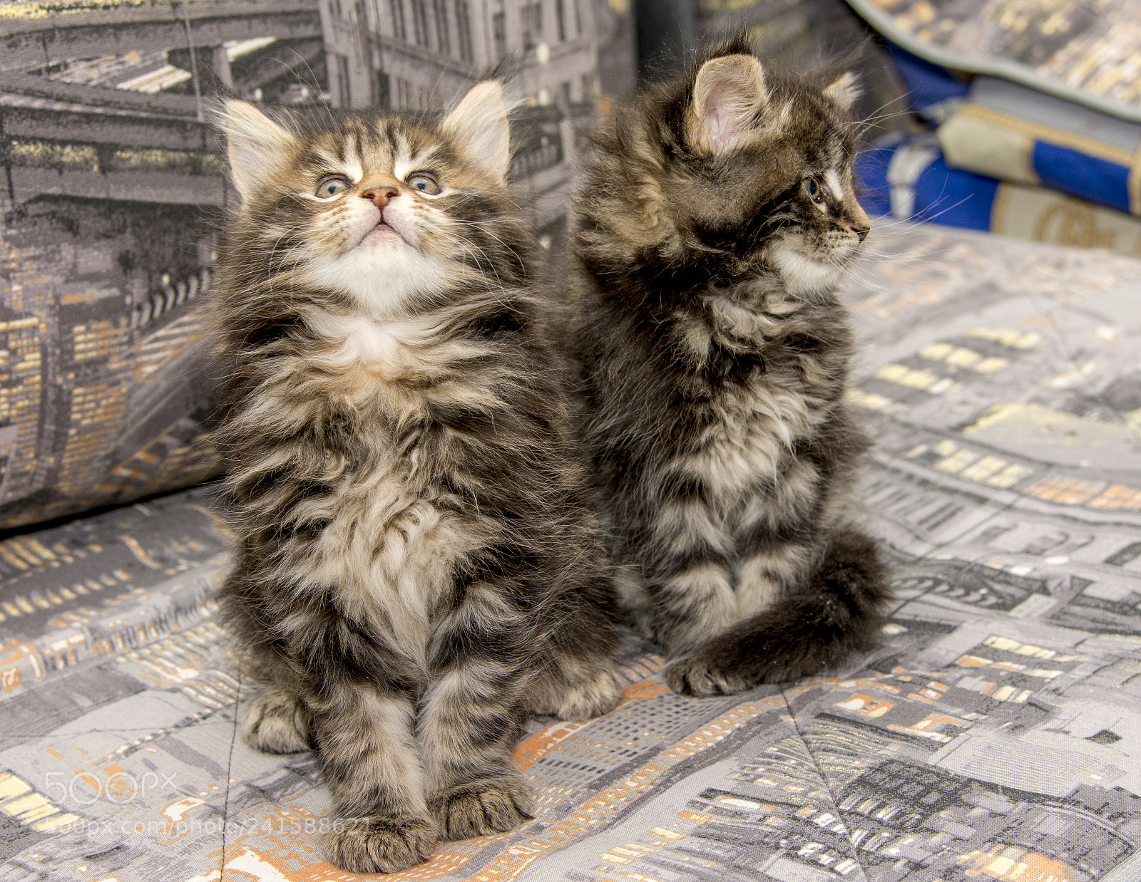 Nikon D7100 sample photo. Kitten photography
