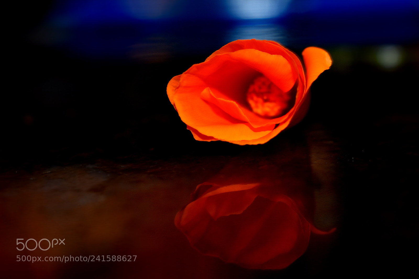 Nikon D3400 sample photo. California poppy photography