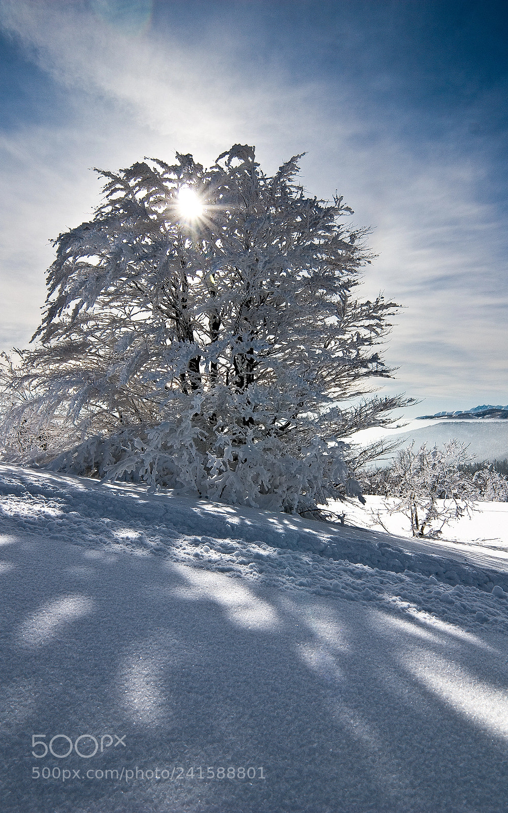 Canon EOS 30D sample photo. Lonely and snowy tree photography