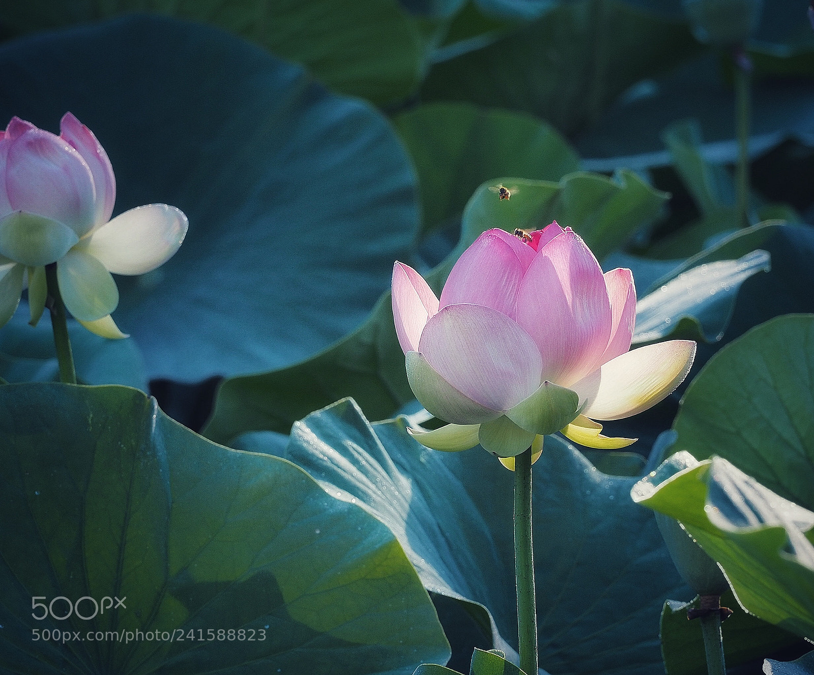 Olympus OM-D E-M5 II sample photo. Water lily  photography