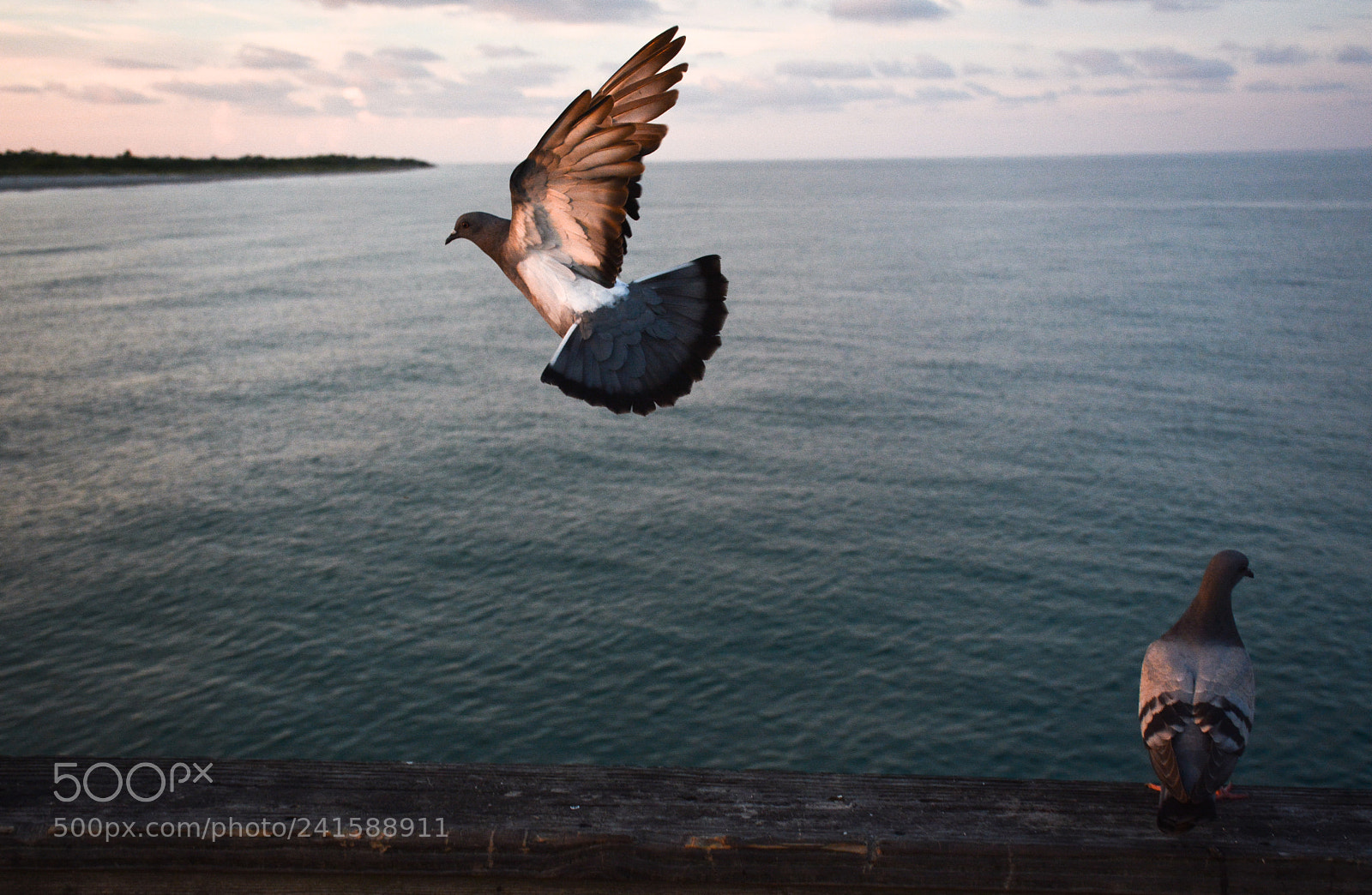 Nikon D7100 sample photo. Flight photography