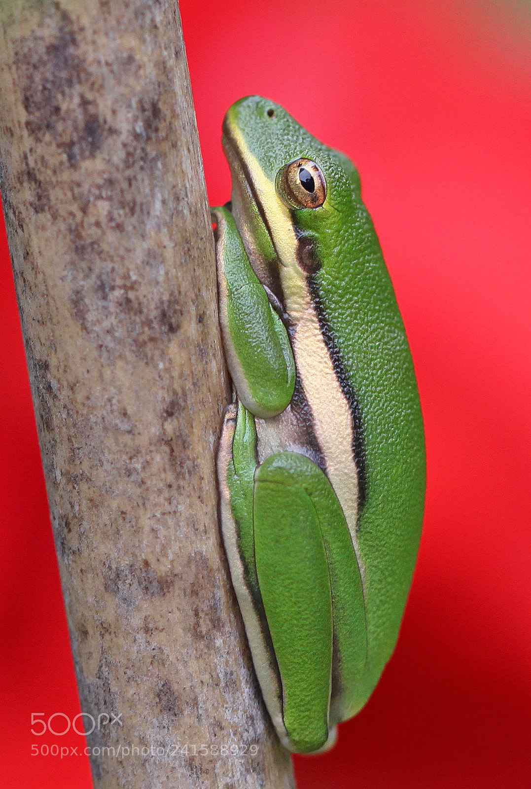 Canon EOS 500D (EOS Rebel T1i / EOS Kiss X3) sample photo. Wild green treefrog in photography