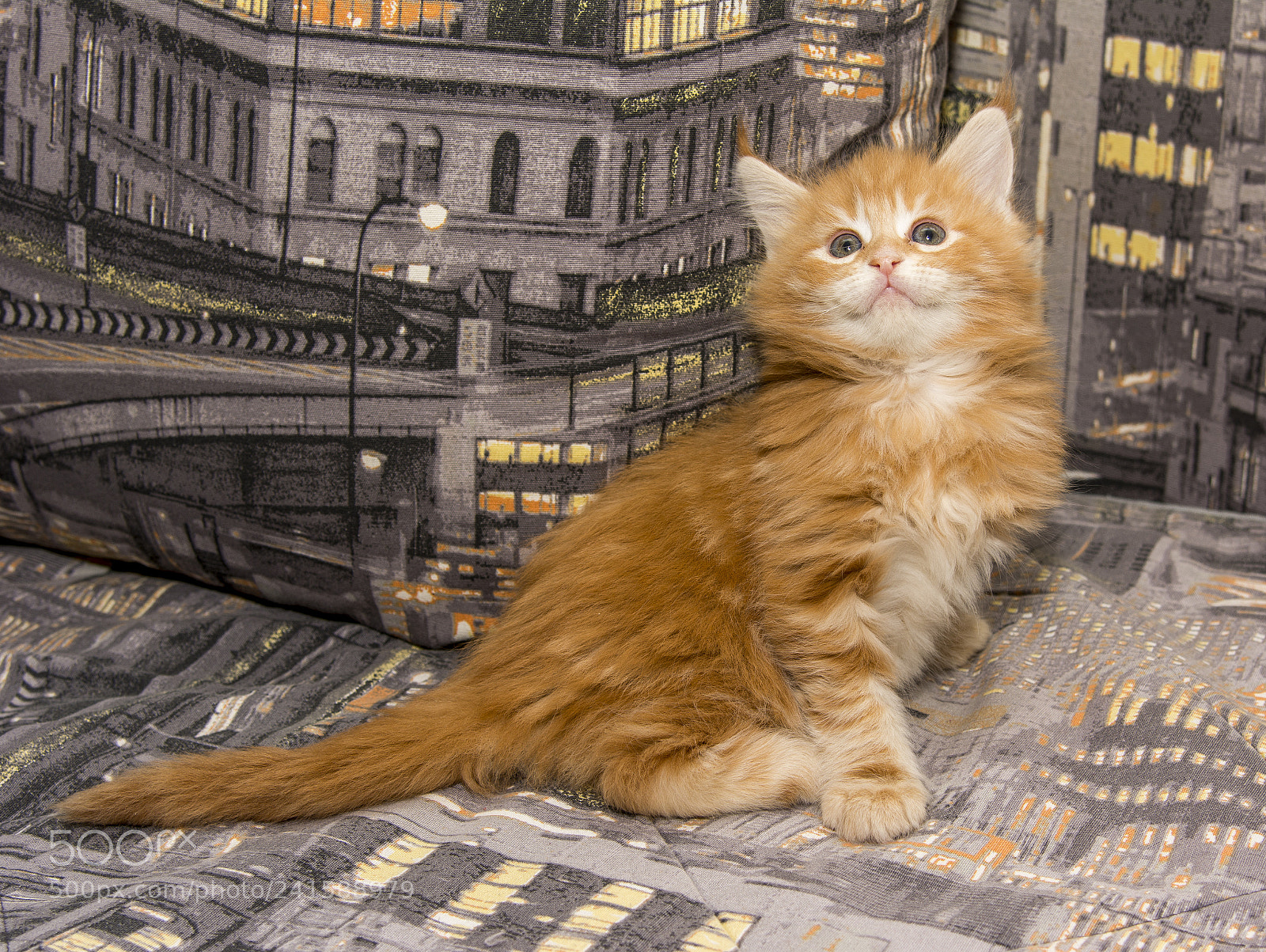 Nikon D7100 sample photo. Ginger kitten photography