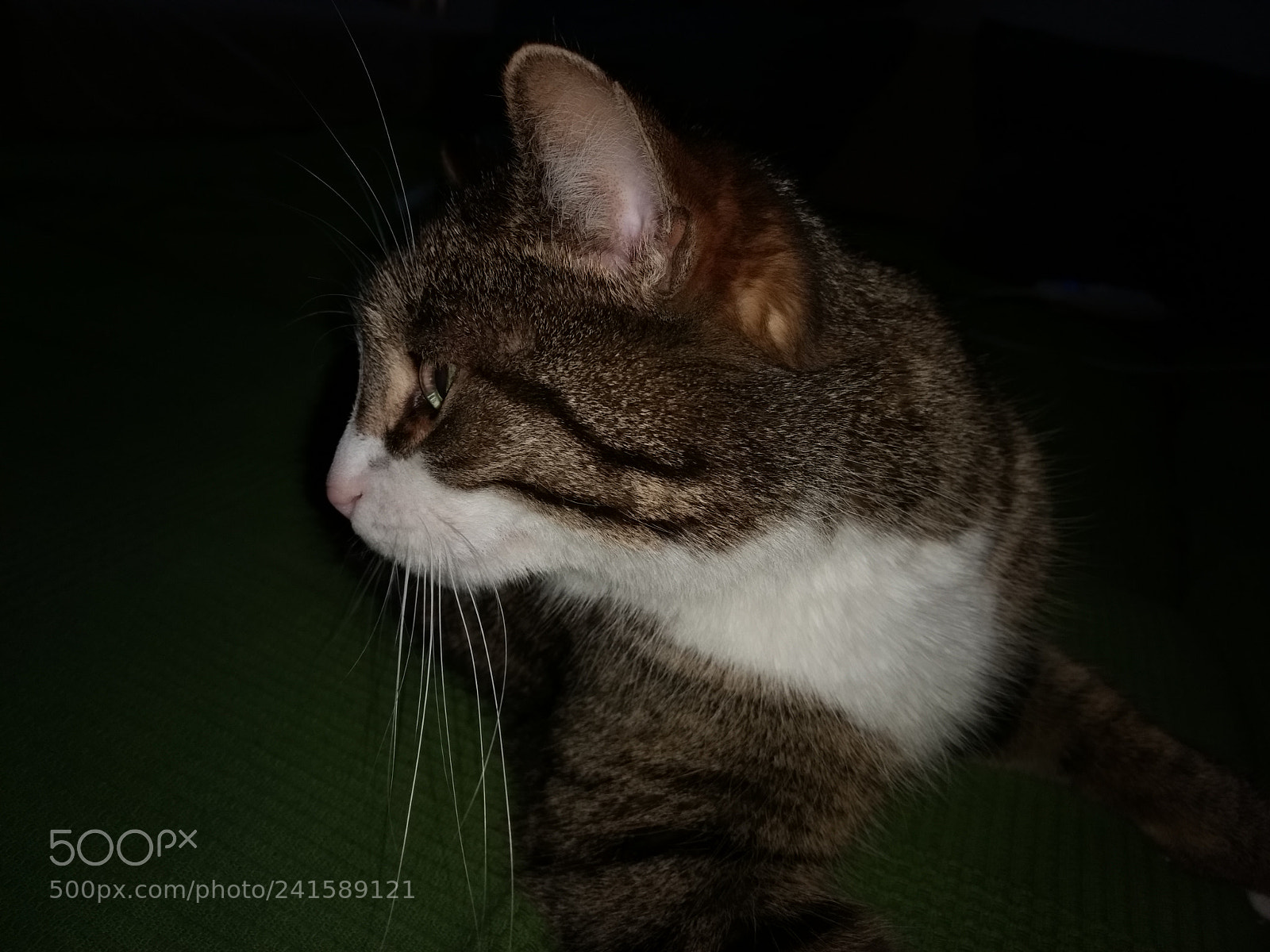 Motorola Moto G (4) sample photo. Look around you photography
