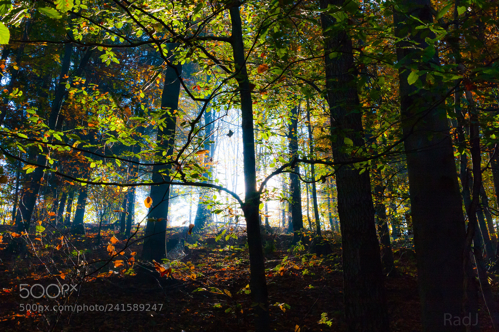 Canon EOS 40D sample photo. Forest photography