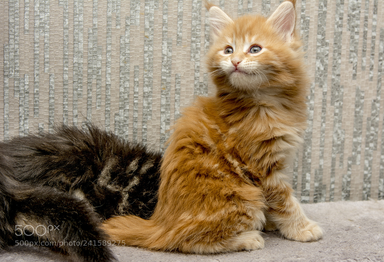 Nikon D7100 sample photo. Ginger kitten photography