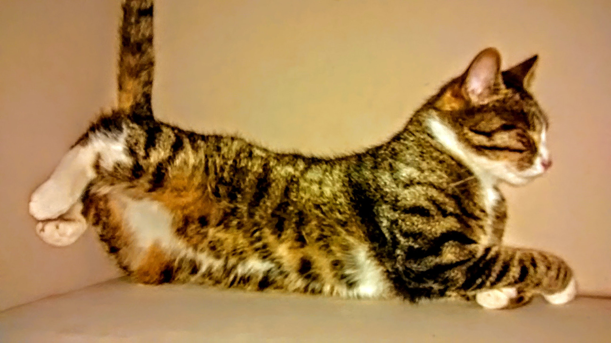 Motorola XT1032 sample photo. Mini in 2014 photography