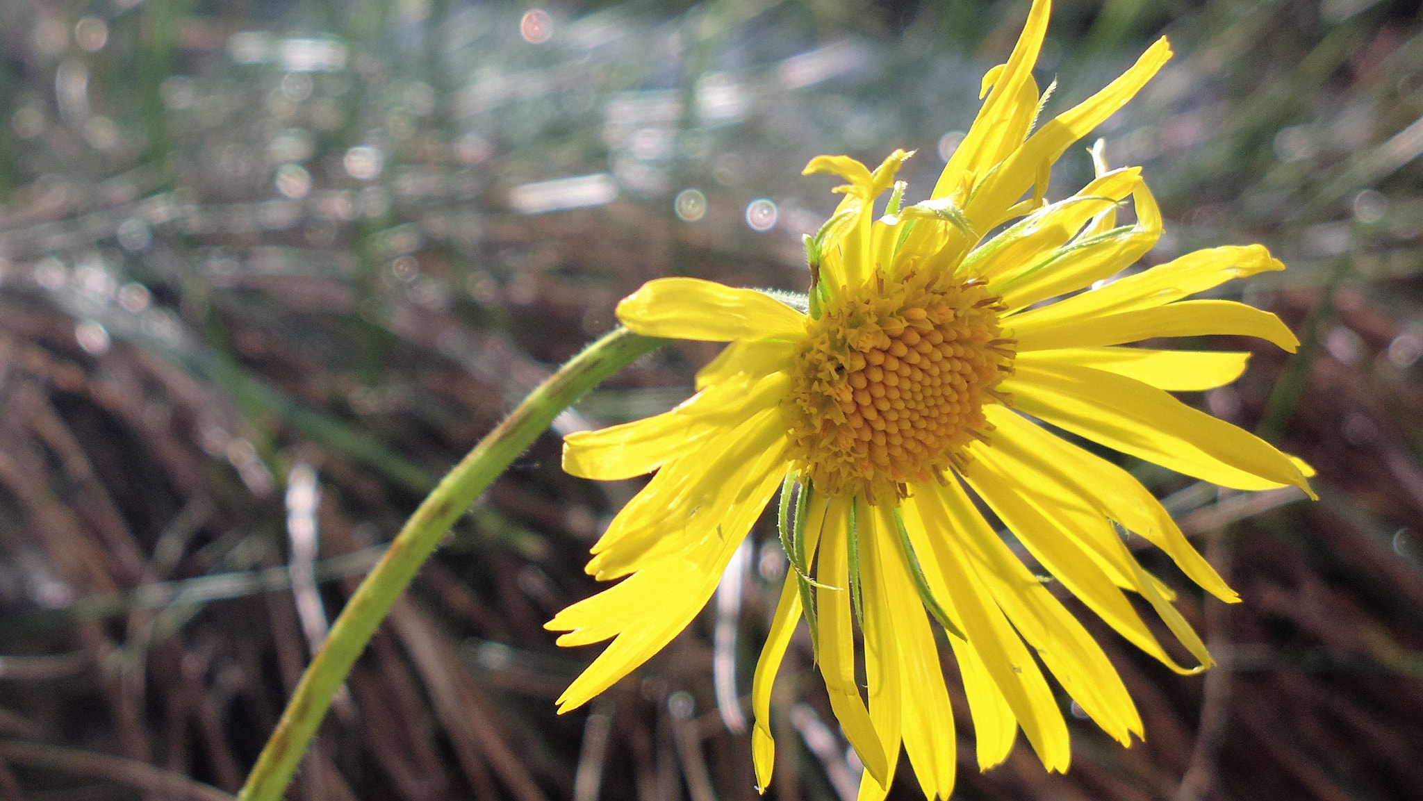 Nokia 808 PureView sample photo. The sad one photography