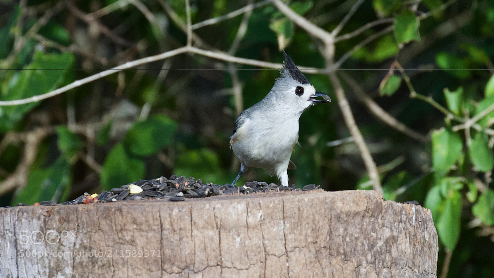 Canon EOS-1D X sample photo. Busted! photography