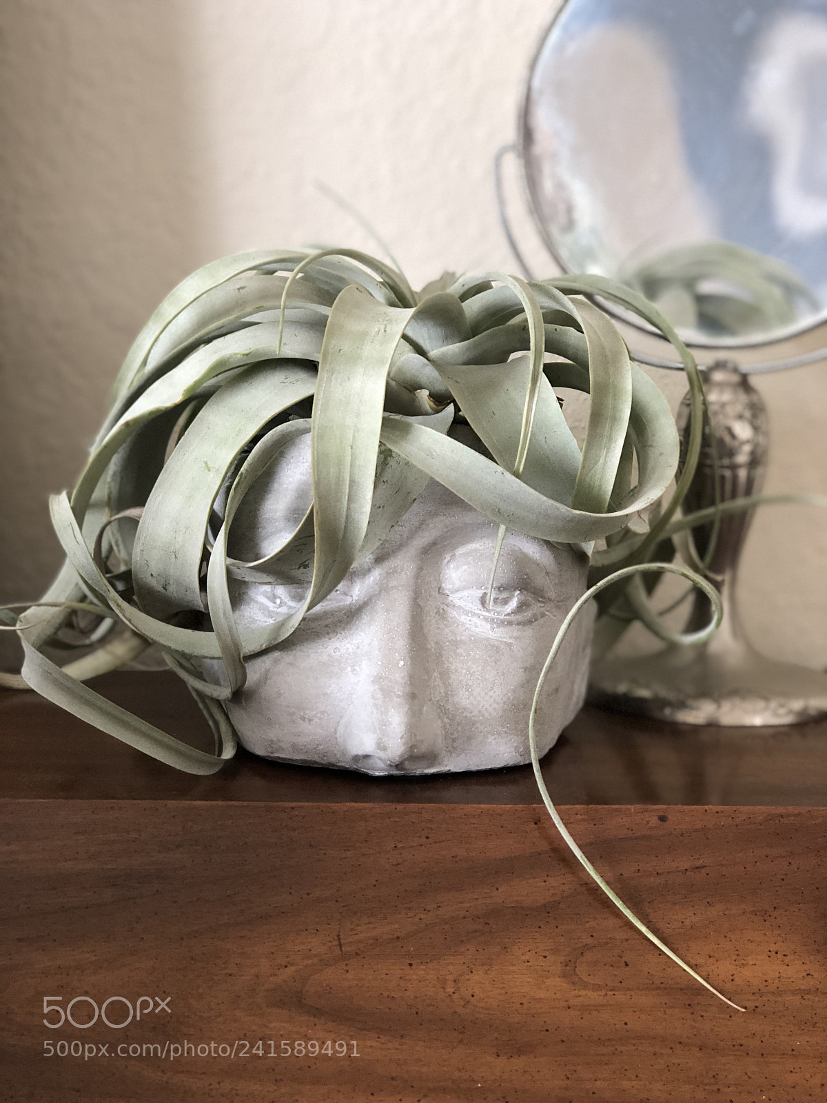 Apple iPhone 8 Plus sample photo. A succulent potted head photography