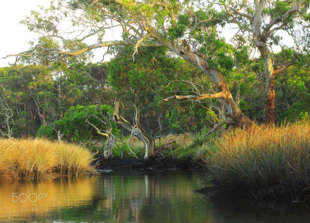 Canon EOS 60D + EF75-300mm f/4-5.6 sample photo. Peggs creek morn photography