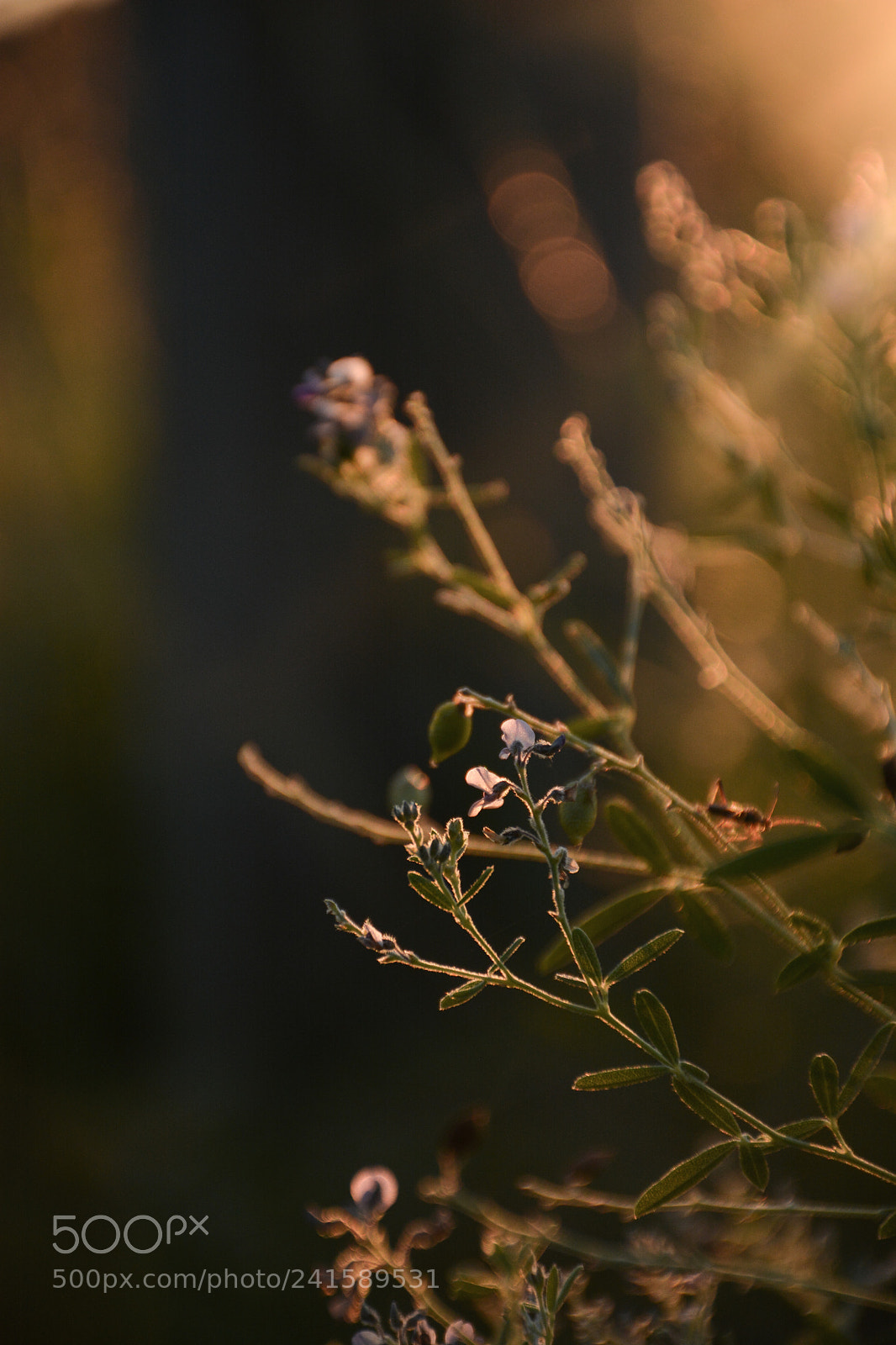 Nikon D7100 sample photo. Sunlight photography