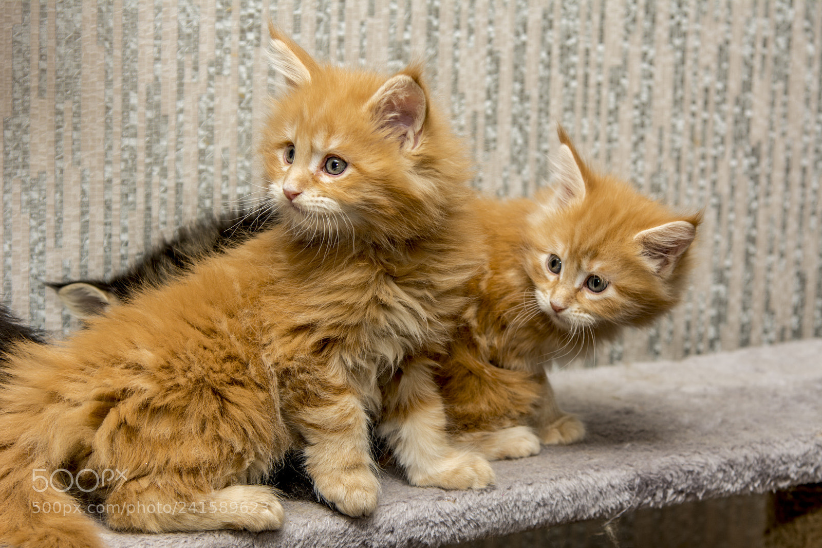 Nikon D7100 sample photo. Ginger kittens photography