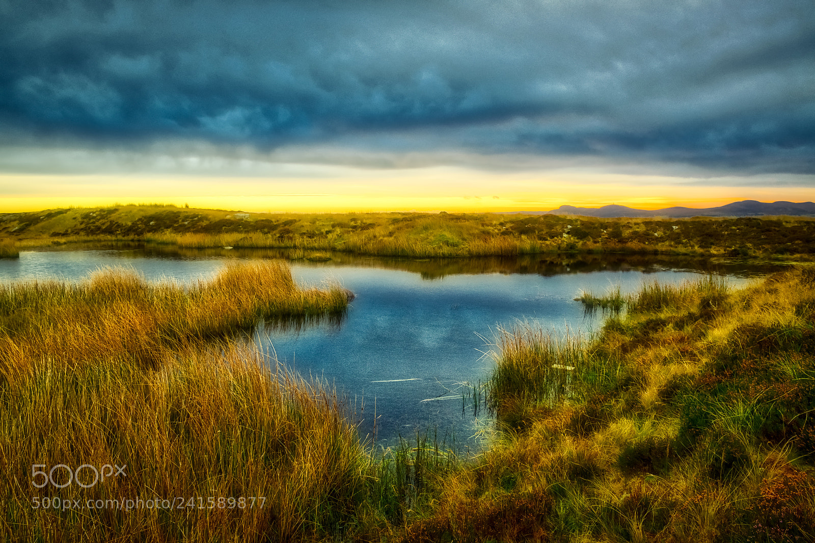 Nikon D800 sample photo. A puddle of grass photography