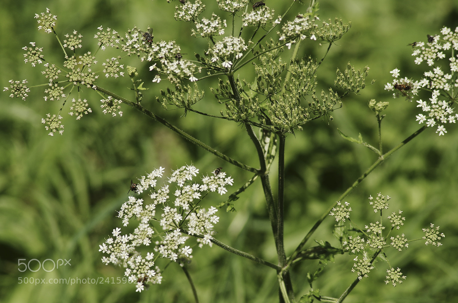 Pentax K-30 sample photo. Cow parsley photography