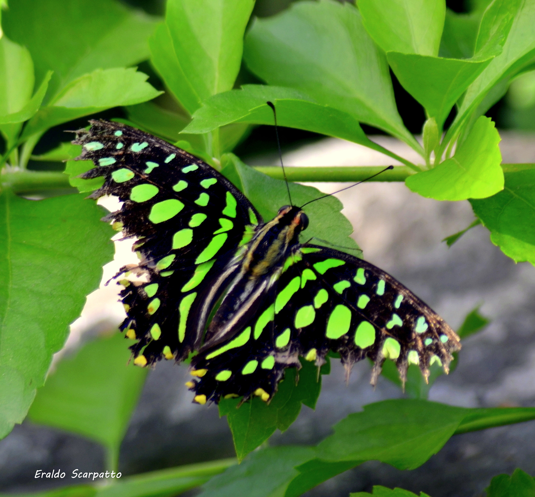 Sigma 28-200mm F3.5-5.6 Compact Aspherical Hyperzoom Macro sample photo. Dsc photography