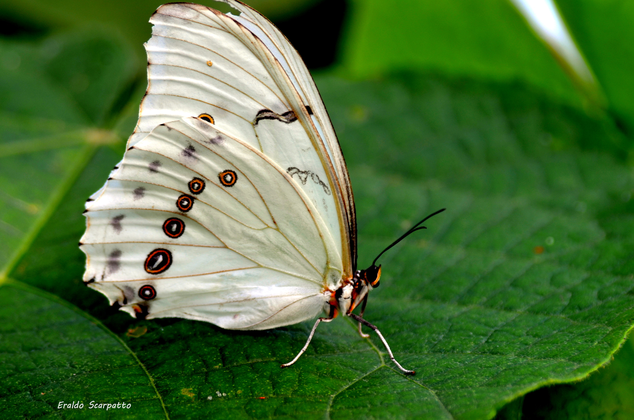 Sigma 28-200mm F3.5-5.6 Compact Aspherical Hyperzoom Macro sample photo. Dsc photography