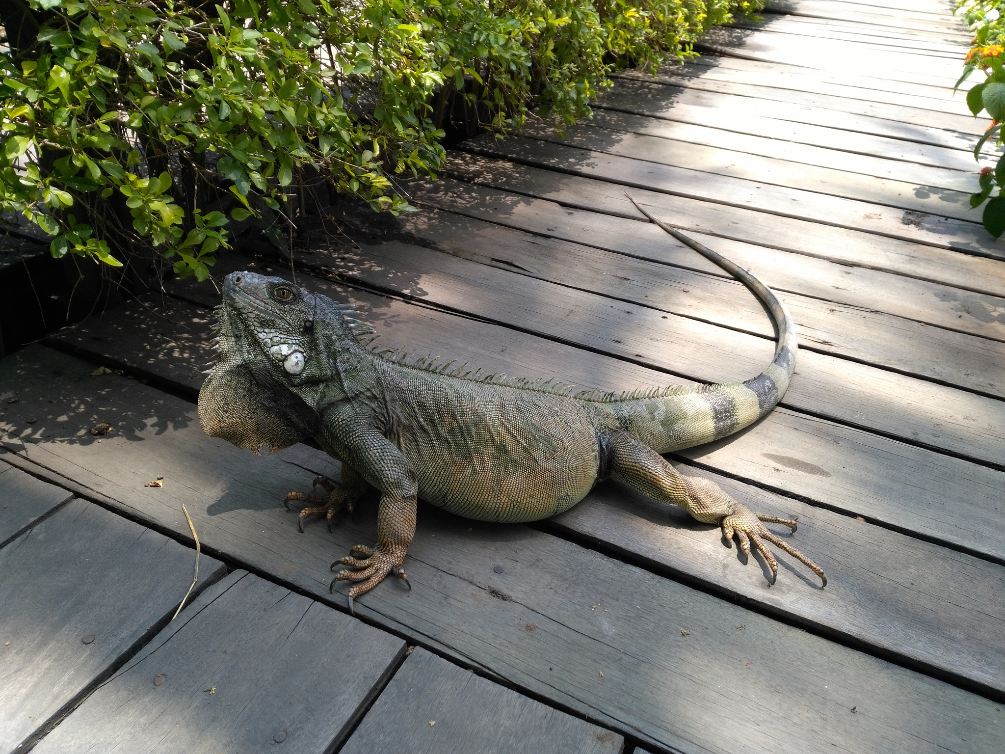 HUAWEI GR5 sample photo. Iguana común photography
