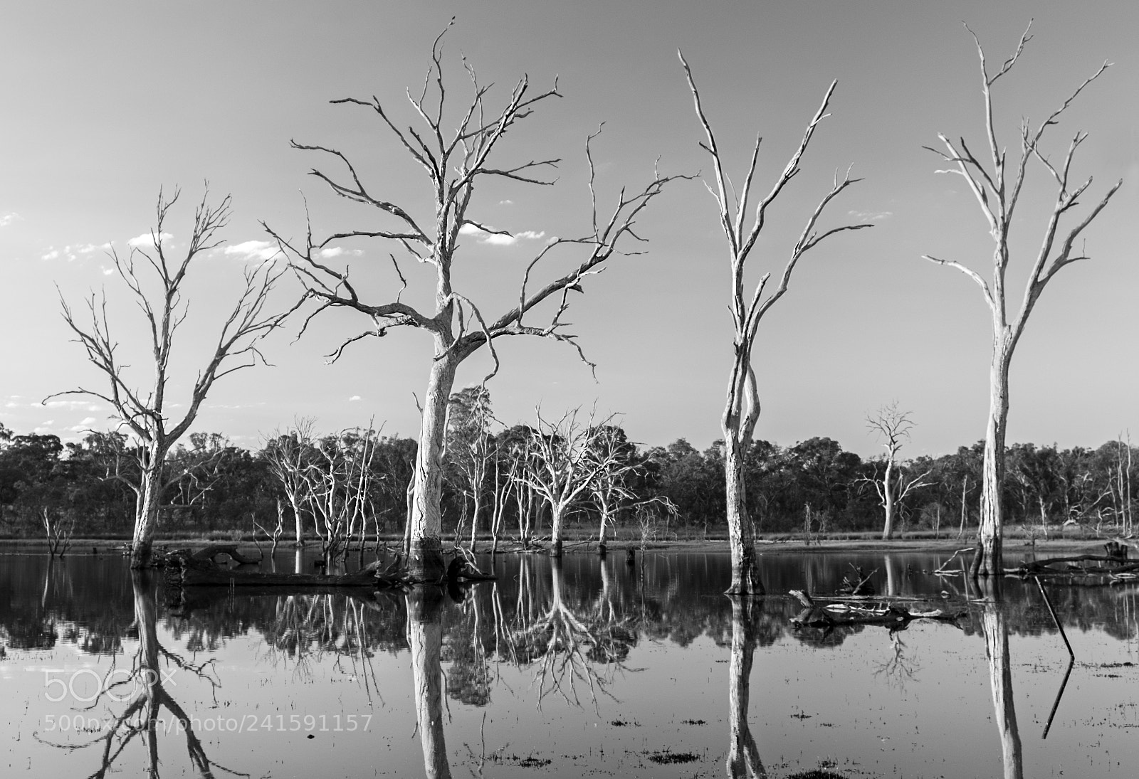 Fujifilm X-E2 sample photo. Dead trees photography