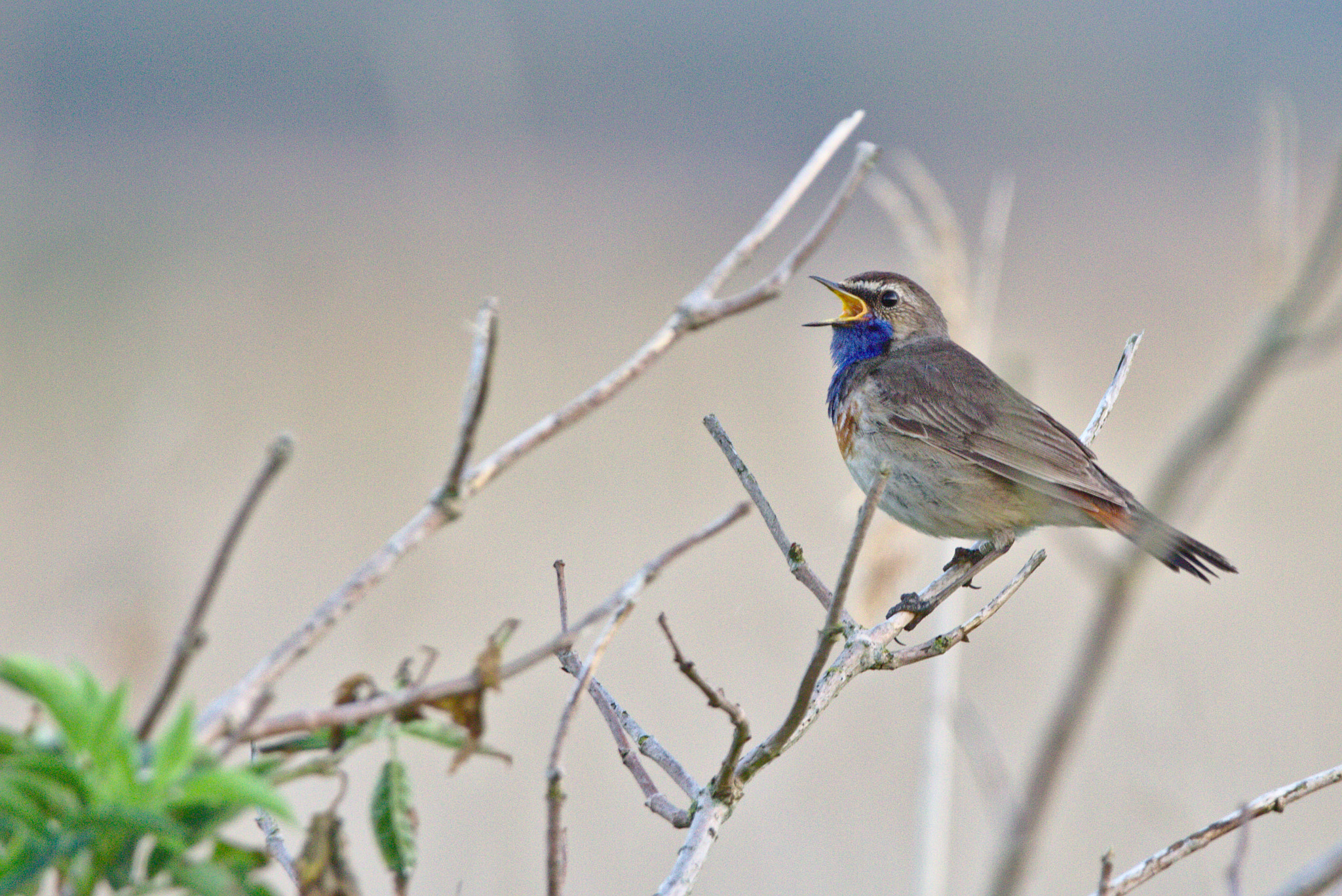 Canon EOS 700D (EOS Rebel T5i / EOS Kiss X7i) + Sigma 150-600mm F5-6.3 DG OS HSM | C sample photo. Bluethroat singing at sunset photography