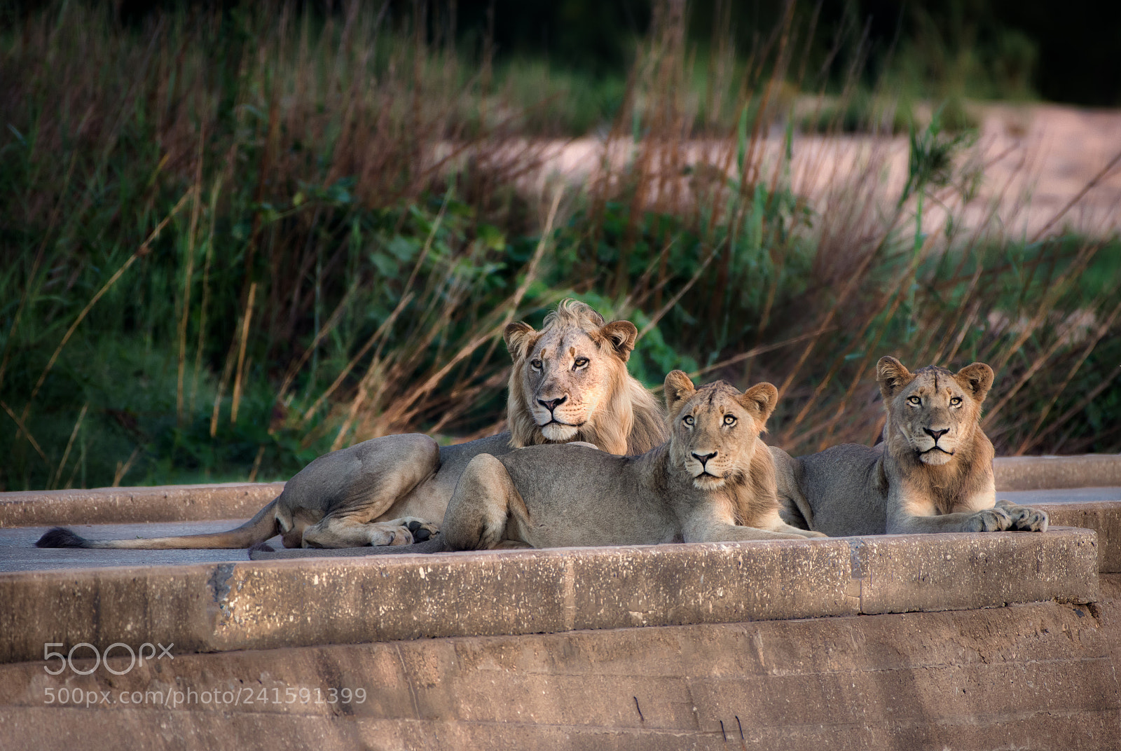 Nikon D500 sample photo. Lion family portrait photography