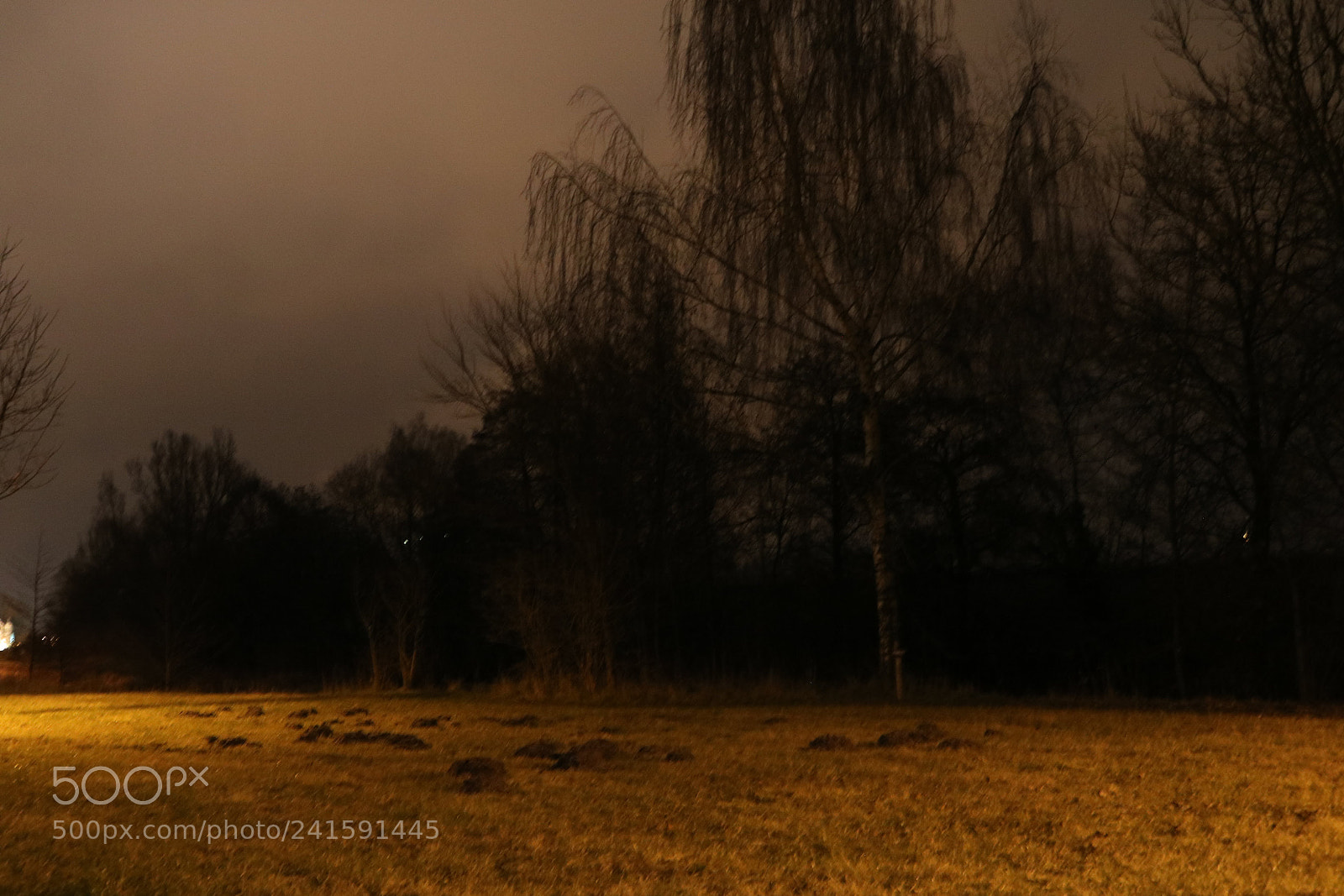 Canon EOS 750D (EOS Rebel T6i / EOS Kiss X8i) sample photo. Trees photography