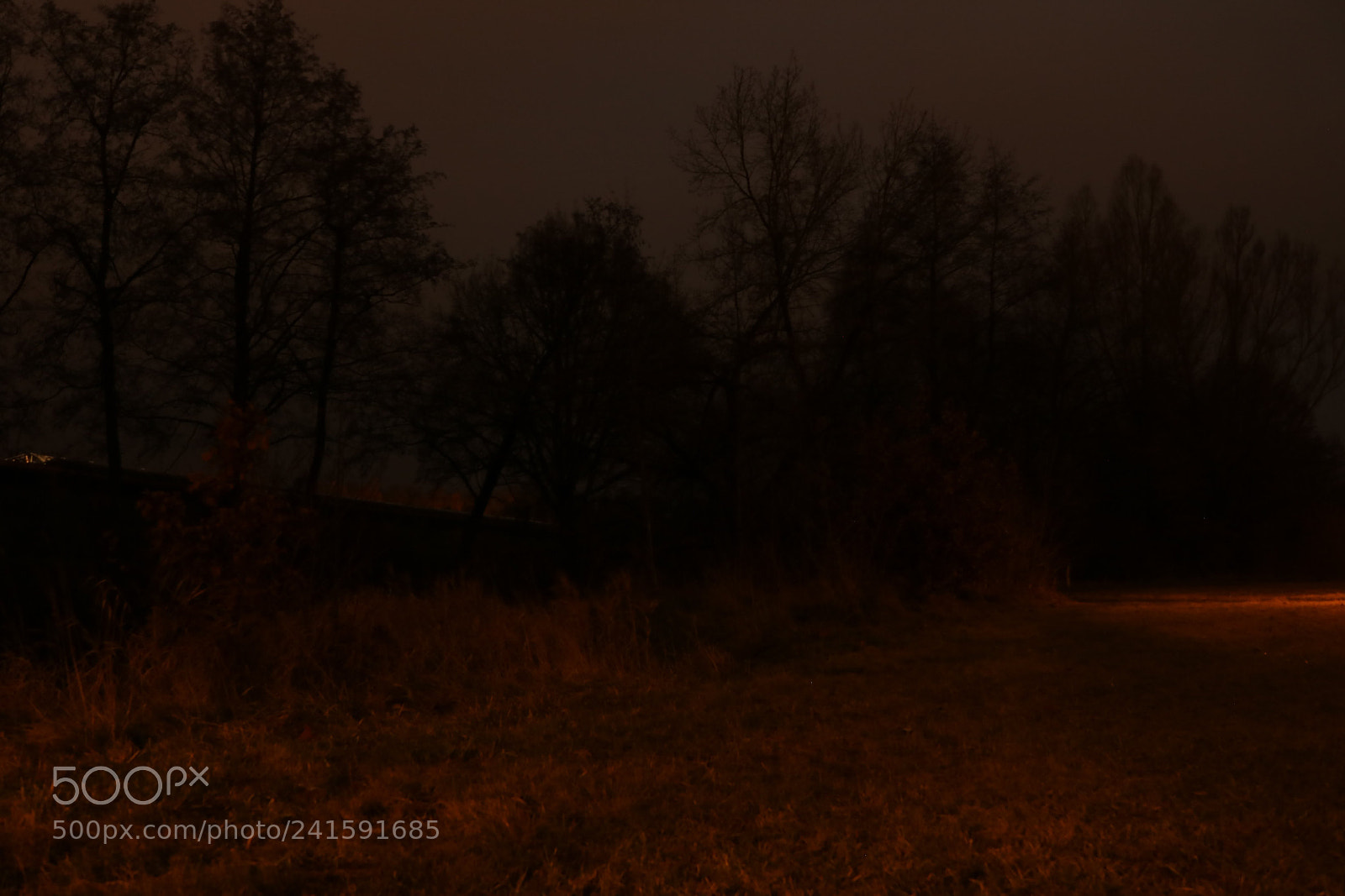 Canon EOS 750D (EOS Rebel T6i / EOS Kiss X8i) sample photo. Look, the forest photography