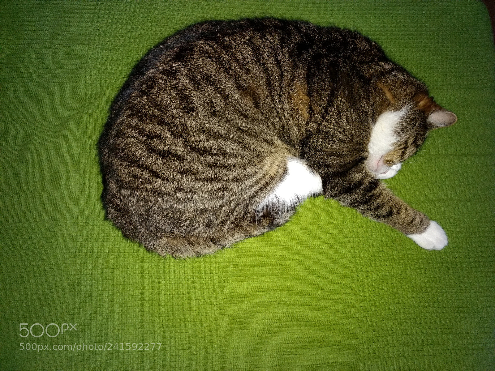 Motorola Moto G (4) sample photo. Mini is sleeping photography