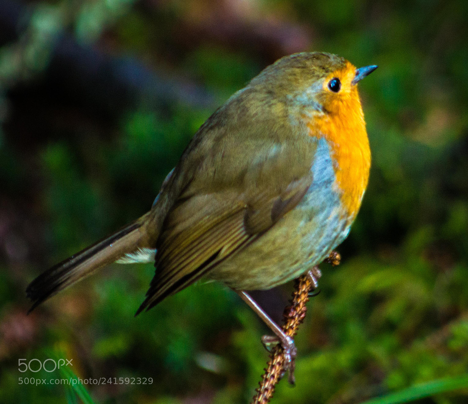 Canon EOS 100D (EOS Rebel SL1 / EOS Kiss X7) sample photo. Robin on a twig photography