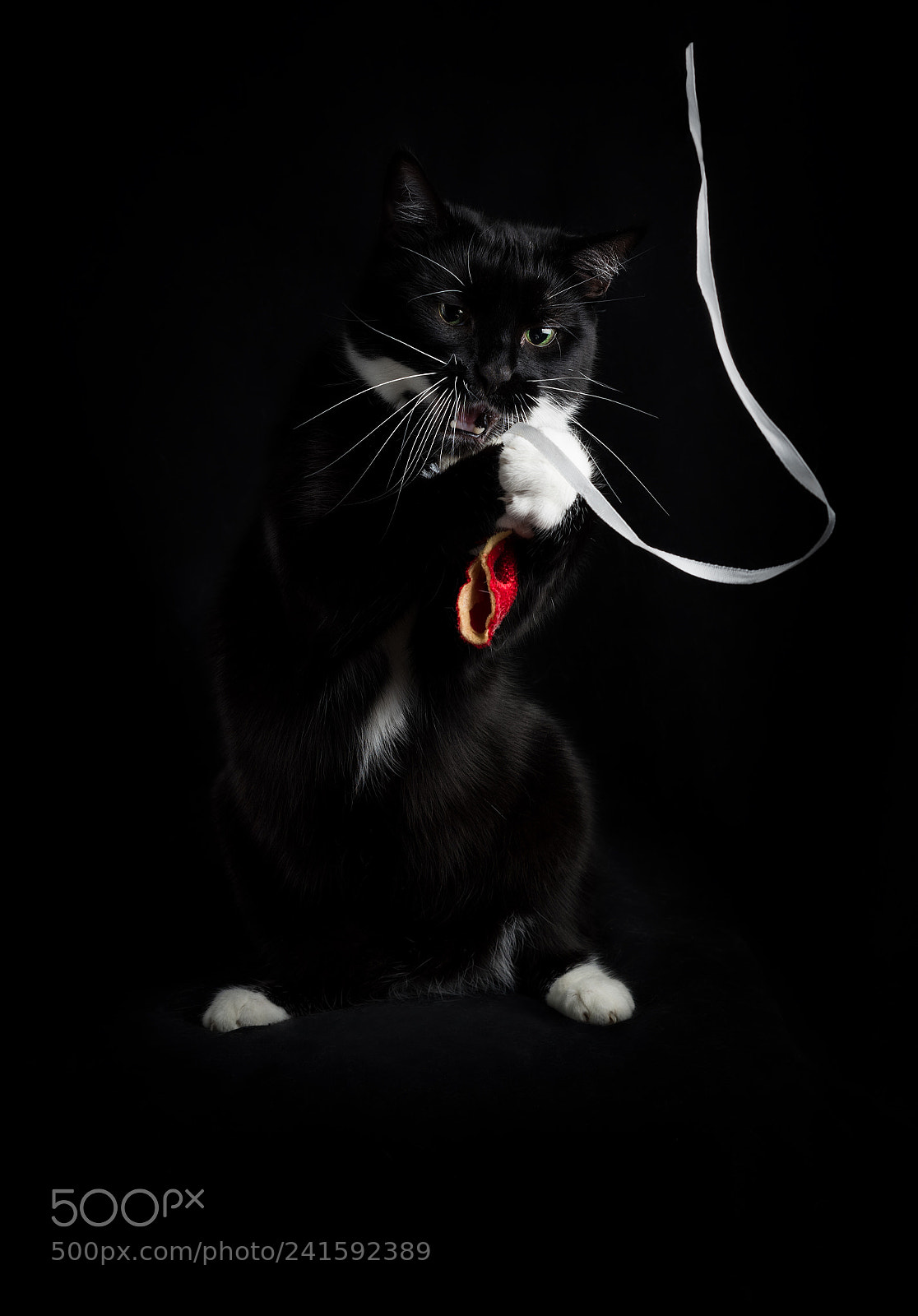Nikon D810 sample photo. The gift :-) photography