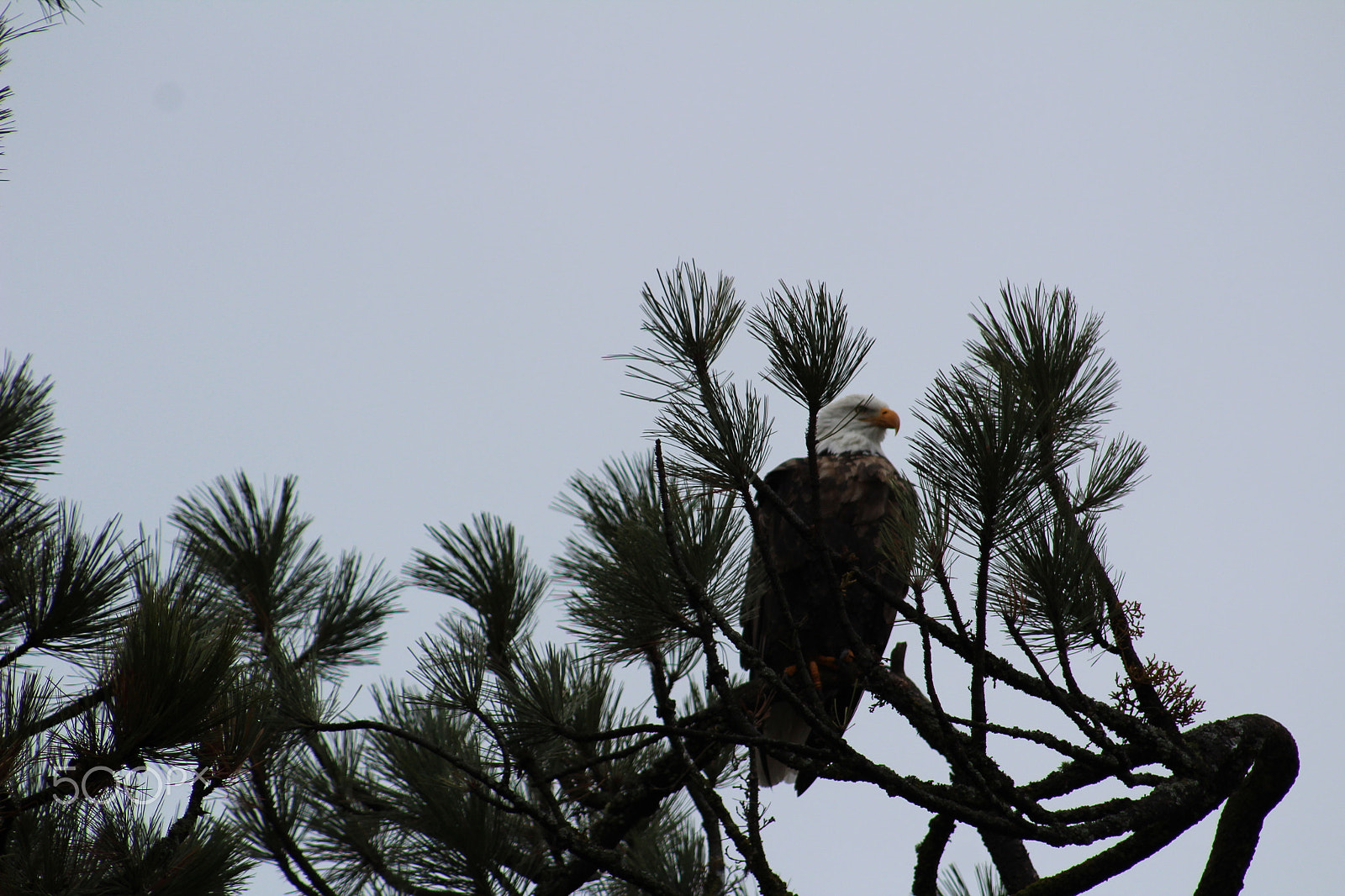 Canon EOS 1200D (EOS Rebel T5 / EOS Kiss X70 / EOS Hi) + EF75-300mm f/4-5.6 sample photo. Baldeagle photography