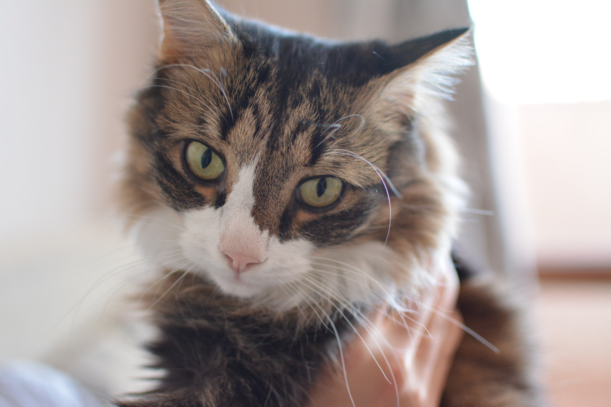 Nikon D7100 + Nikon AF-S DX Nikkor 35mm F1.8G sample photo. Погач photography
