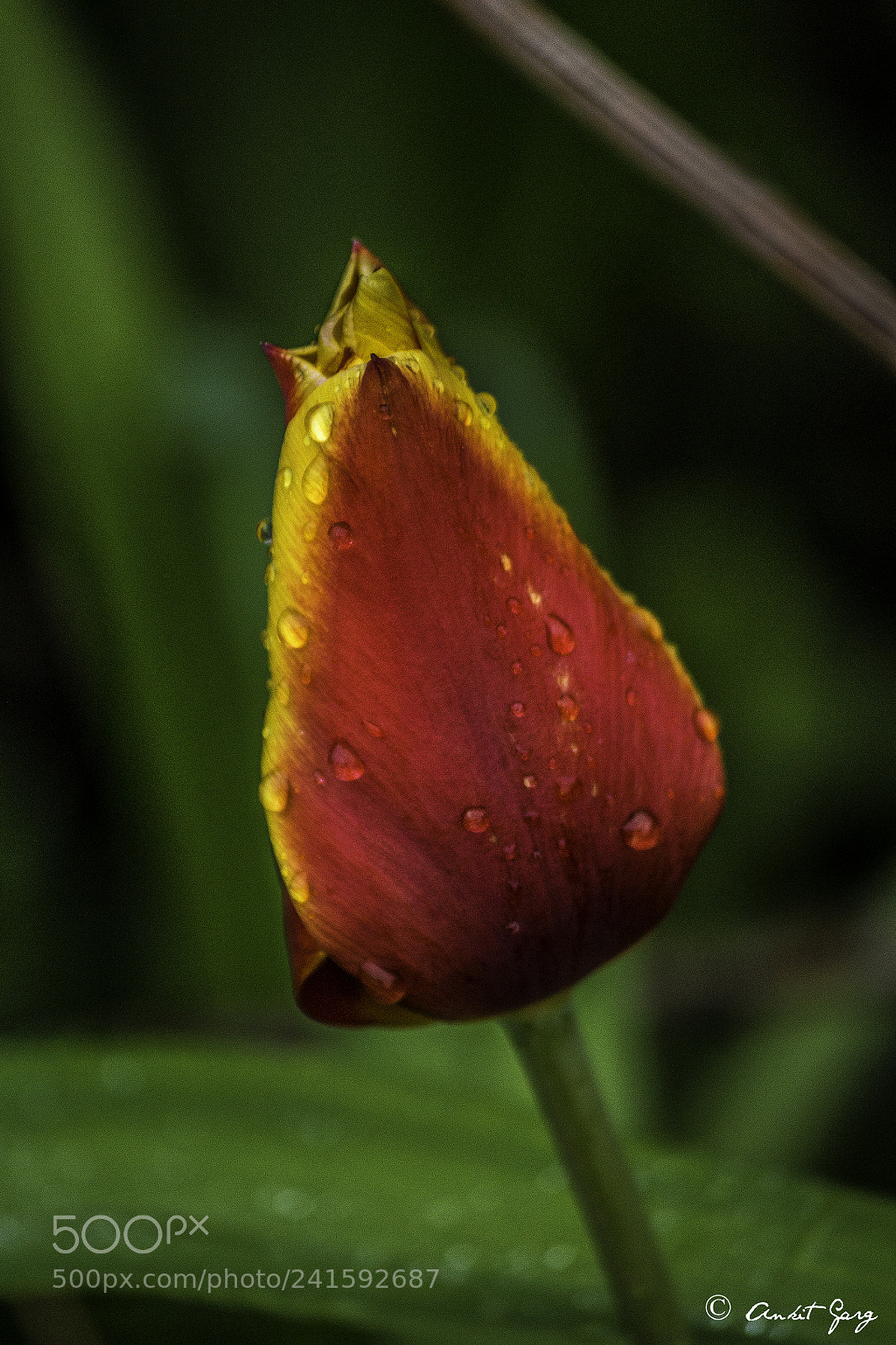 Canon EOS 700D (EOS Rebel T5i / EOS Kiss X7i) sample photo. Myclick photography