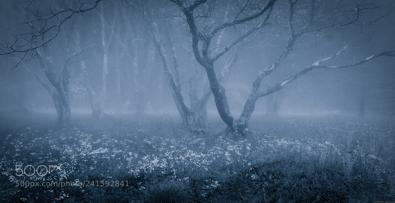 Nikon D800 sample photo. Fog at first light photography
