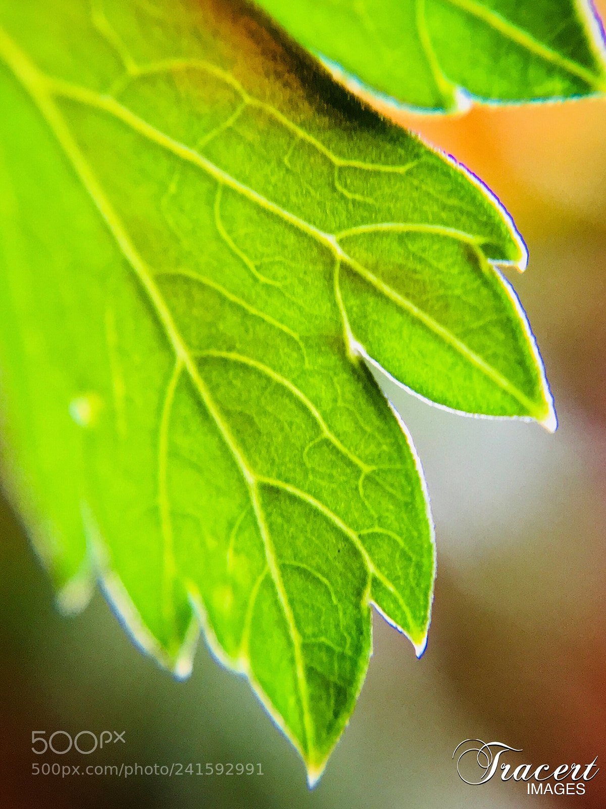Apple iPhone 7 Plus sample photo. Winter green photography