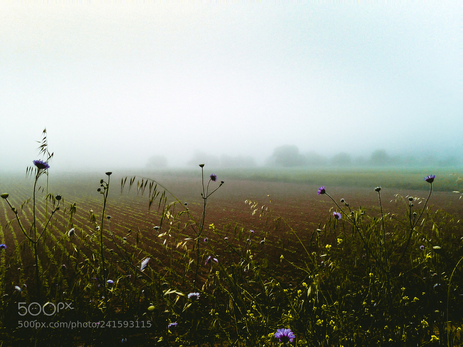 Apple iPhone 5c sample photo. Foggy morning photography