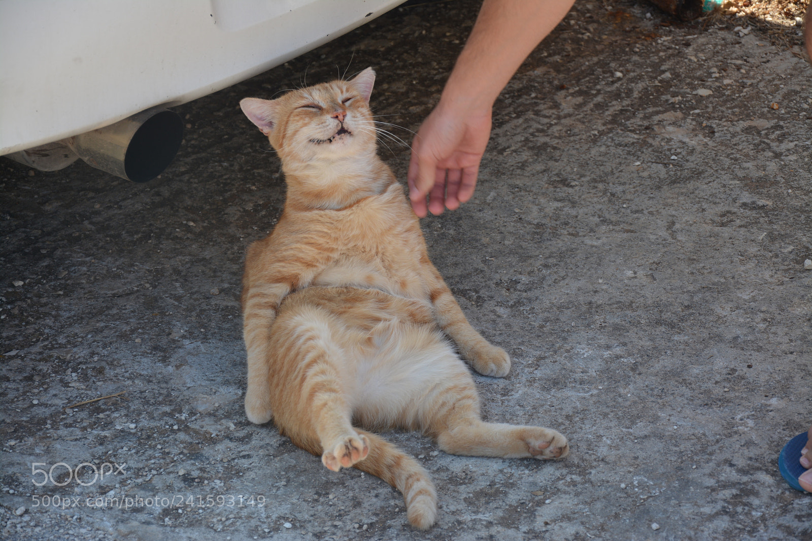 Nikon D7100 sample photo. Garfield photography