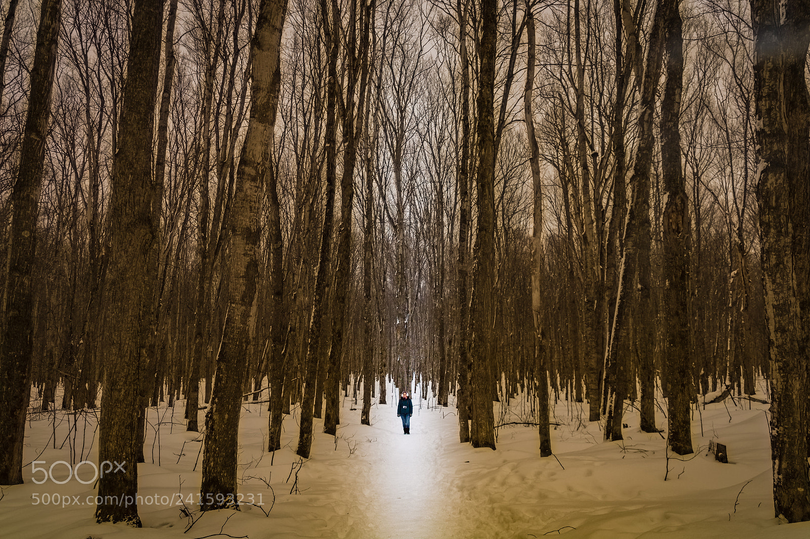 Sony SLT-A58 sample photo. * lost in the forrest * photography