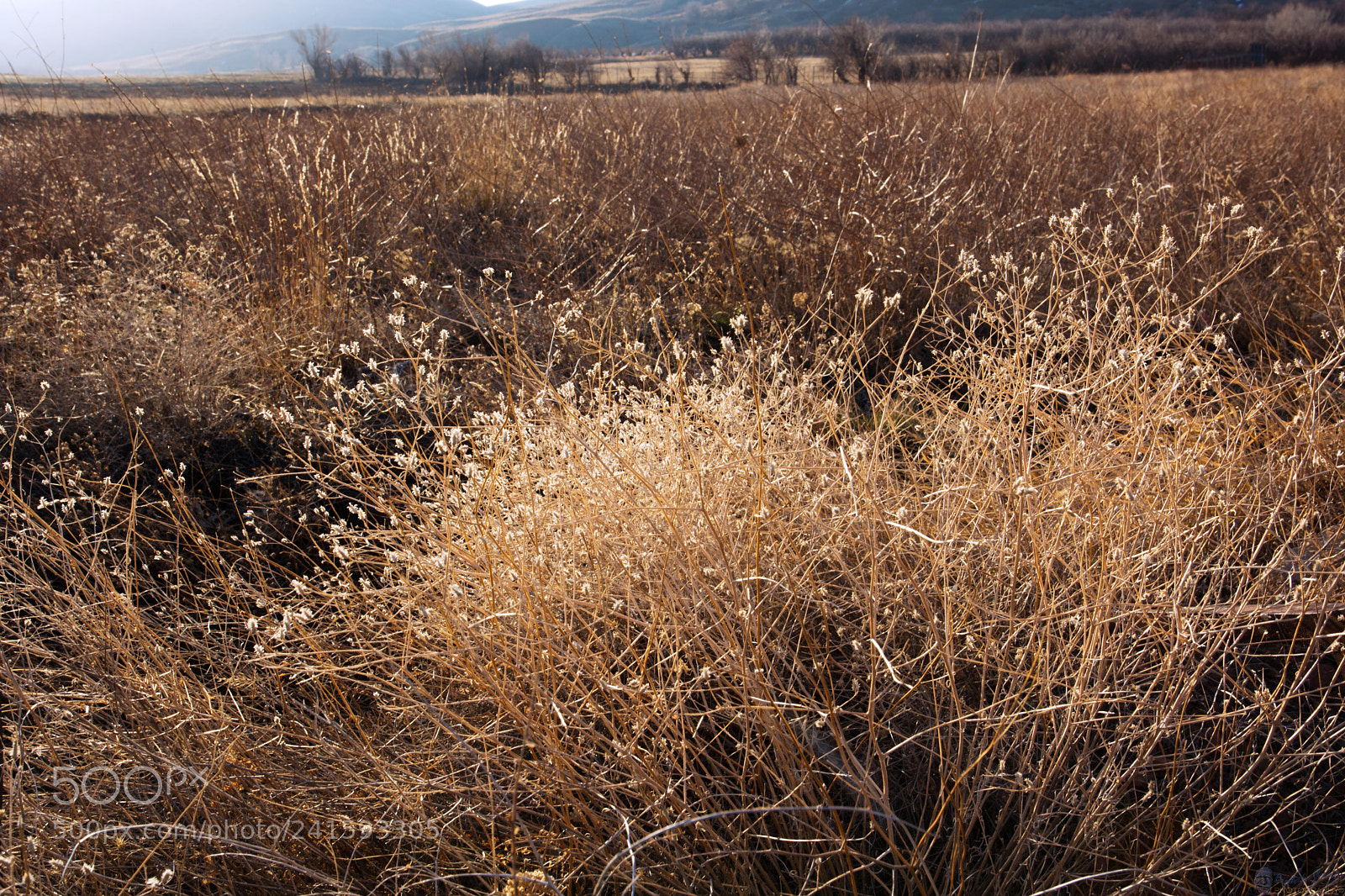 Nikon D7100 sample photo. Fall flowers photography