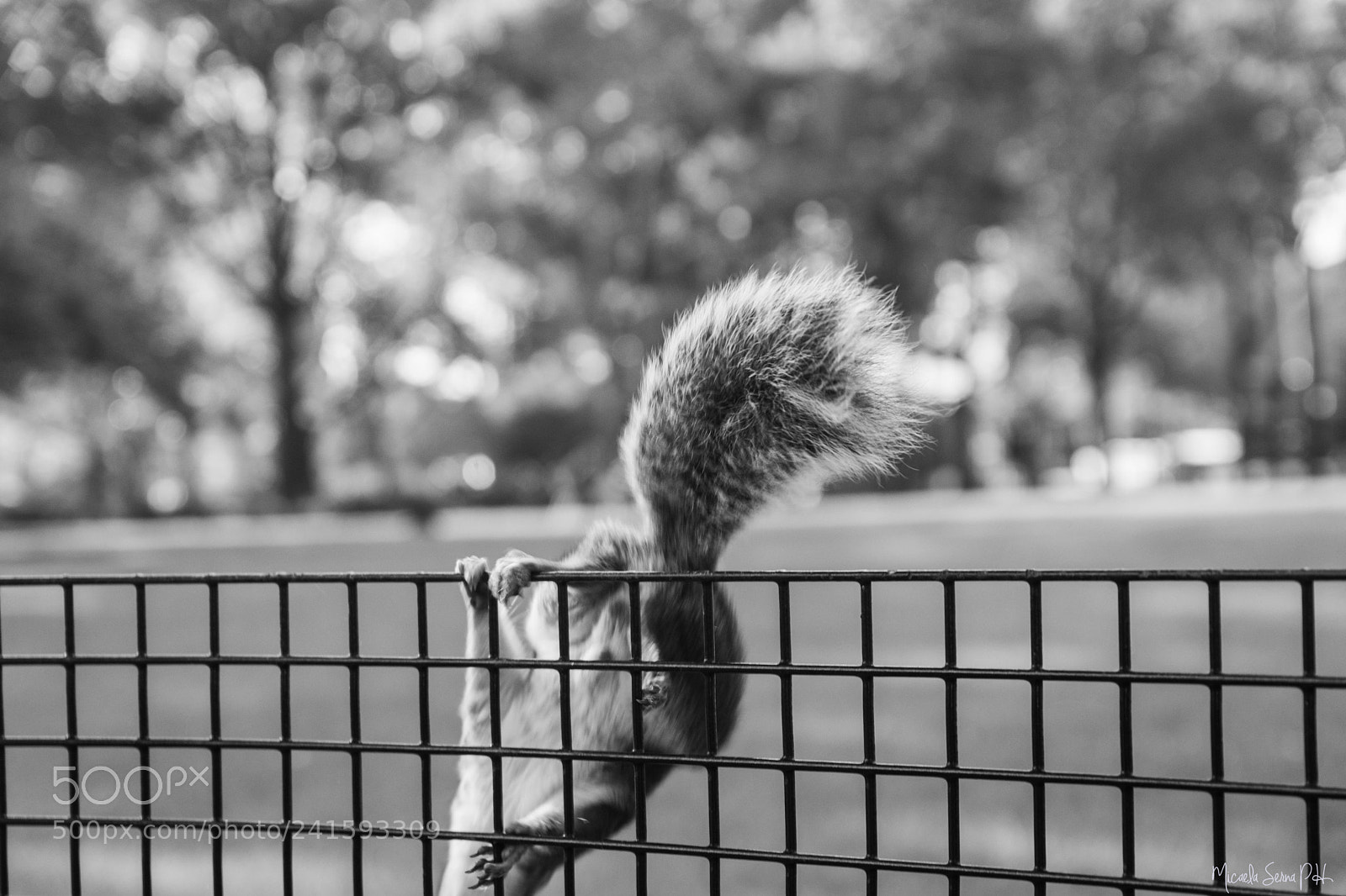 Nikon D7200 sample photo. Summer in new york photography