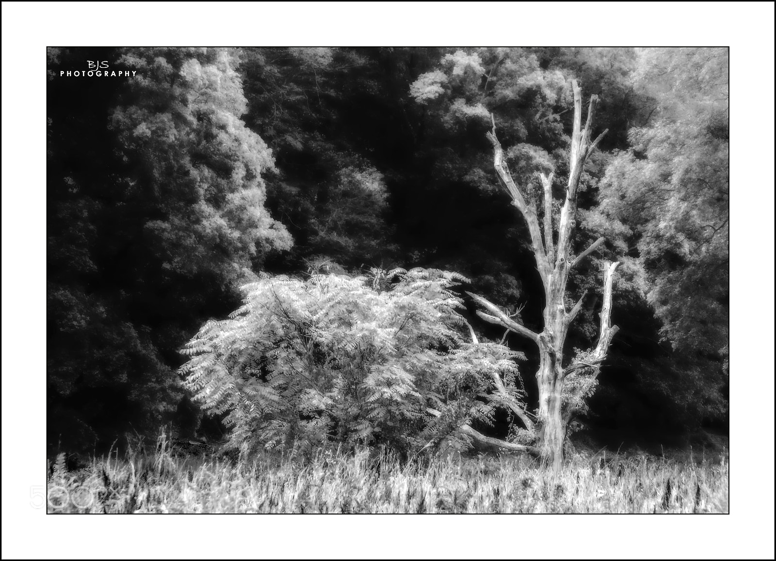 Panasonic Lumix DMC-ZS50 (Lumix DMC-TZ70) sample photo. Natural gothic photography