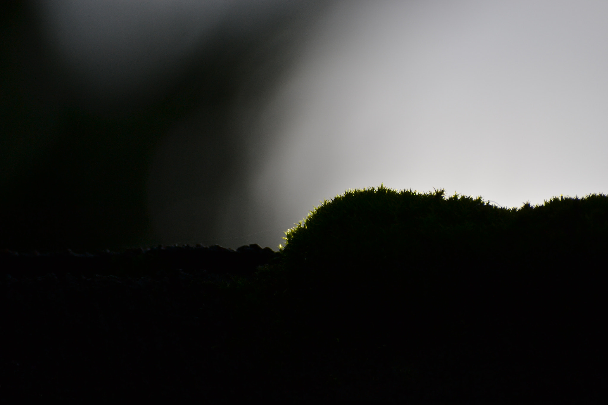 Nikon D3100 sample photo. Gloomy moss photography