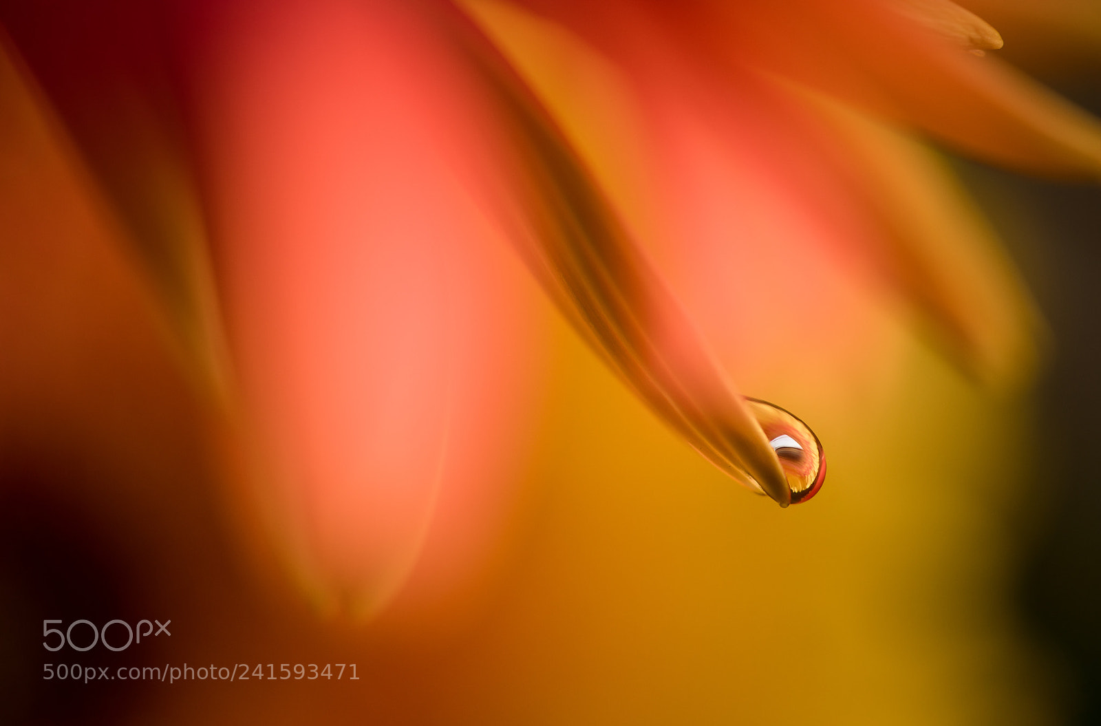 Nikon D850 sample photo. Water drop photography