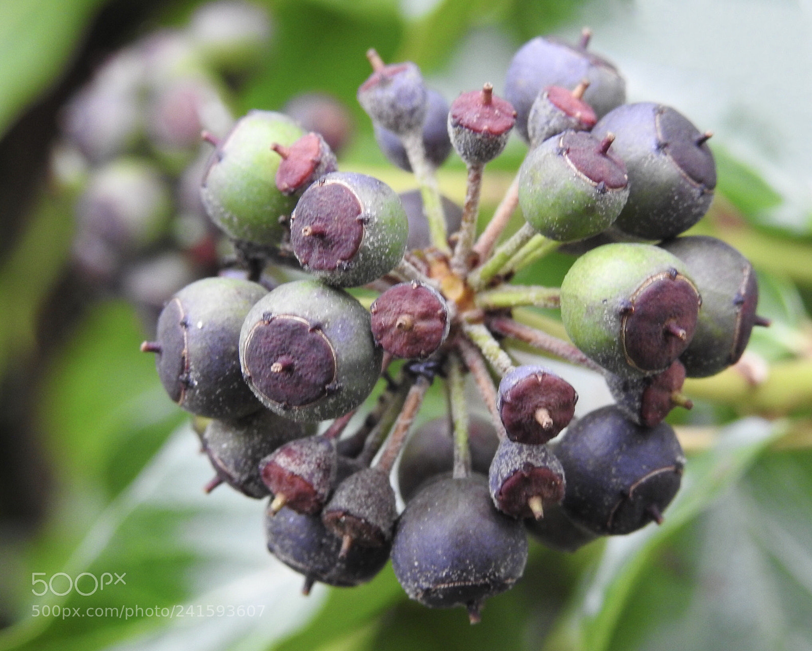 Nikon Coolpix P900 sample photo. Beautiful autumn berries.... photography
