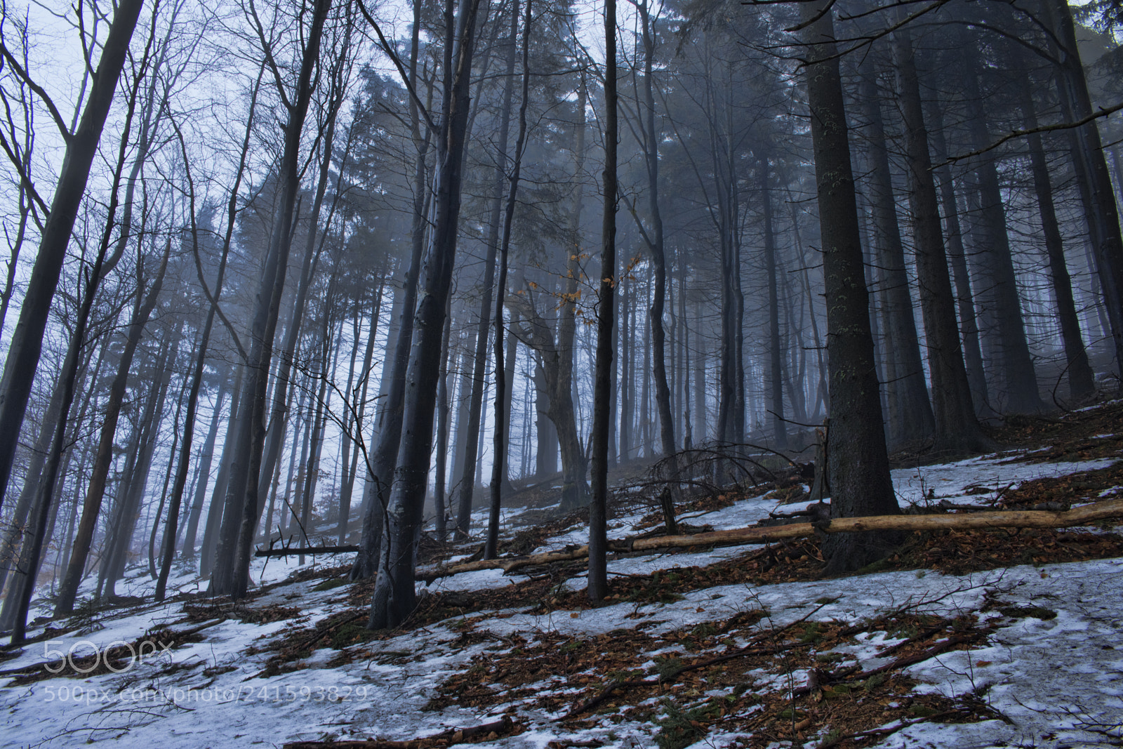 Canon EOS 750D (EOS Rebel T6i / EOS Kiss X8i) sample photo. Lost in forrest photography