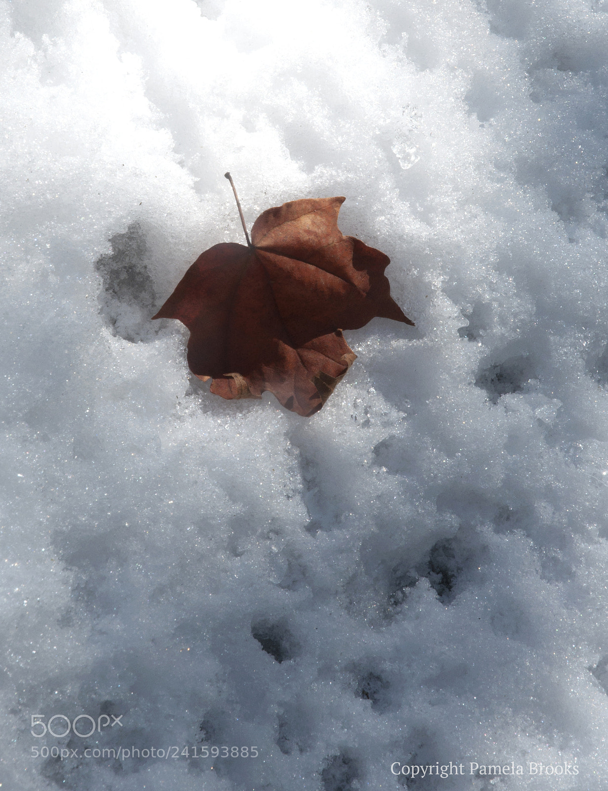 Nikon D90 sample photo. Cold leaf photography