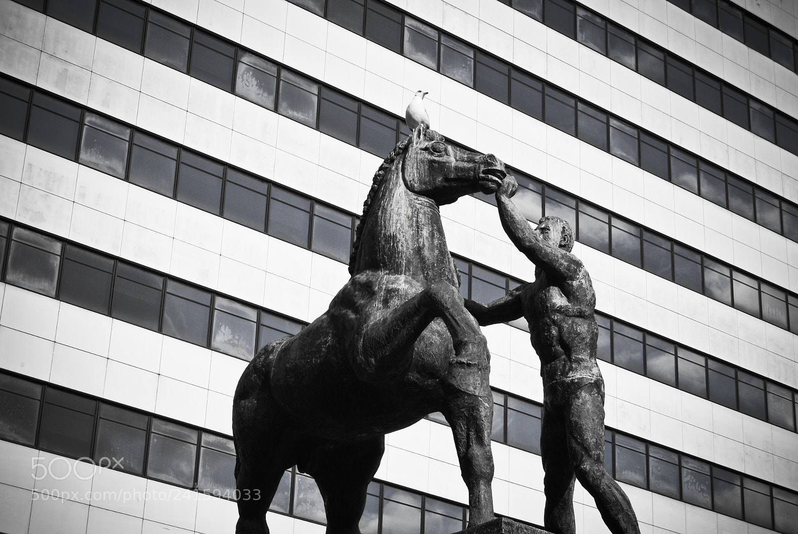 Nikon D3000 sample photo. Lining horse photography