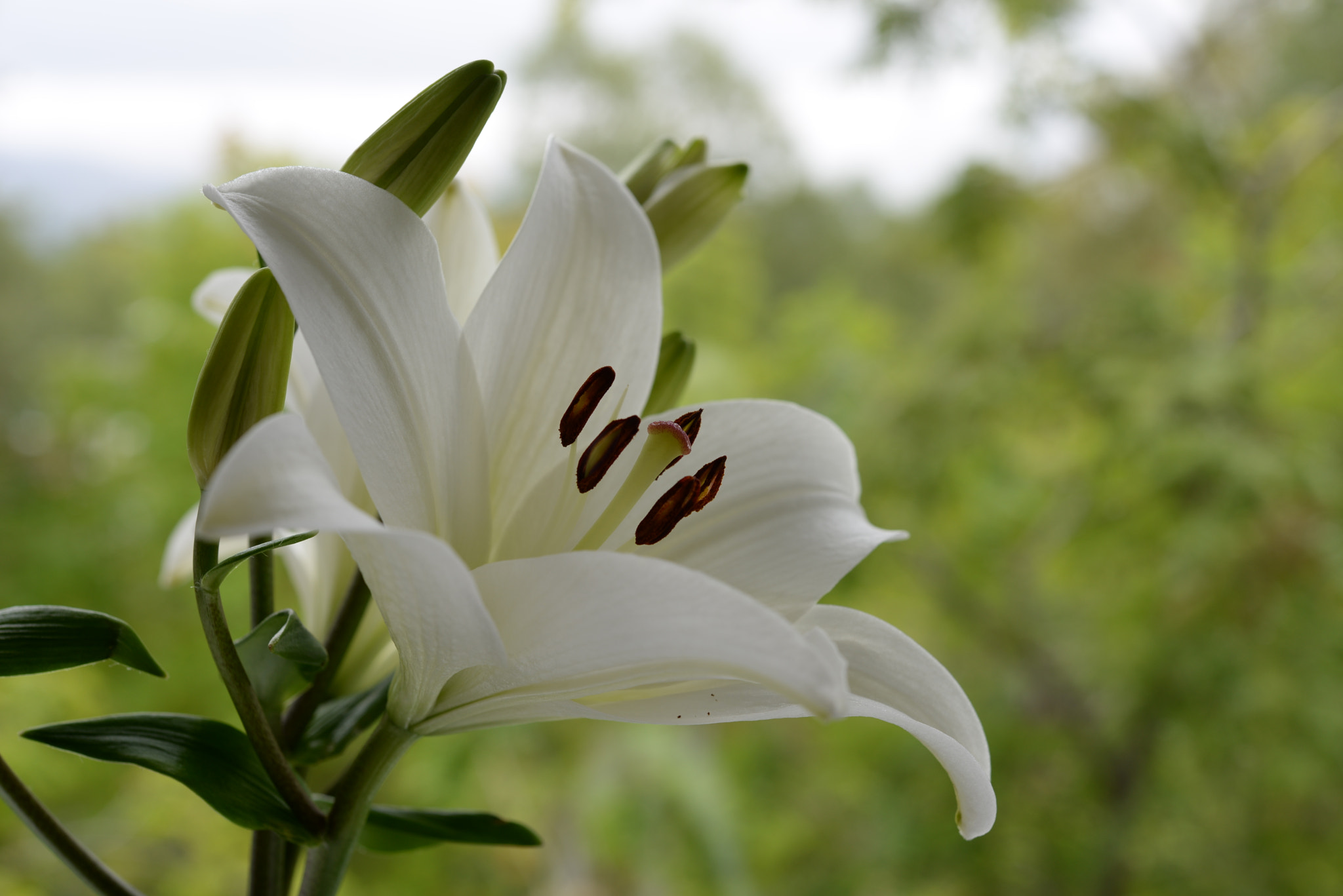 Nikon AF-S Micro-Nikkor 60mm F2.8G ED sample photo. Lily 1 photography
