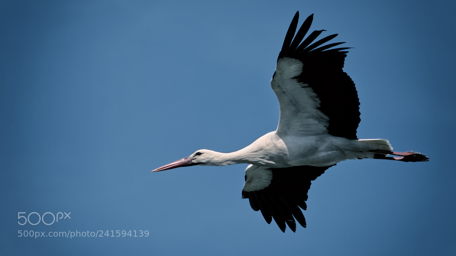 Nikon D5500 sample photo. Stork flying photography